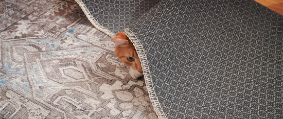 Orange cat hidden beneath the upturned covers of a washable rug.